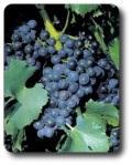 Grenache