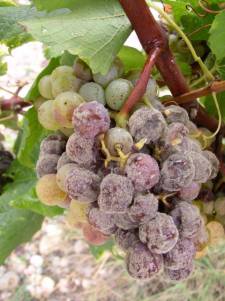 Botrytis Cinerea