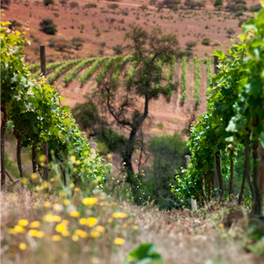 Emiliana Orgânicos e Biodinâmicos