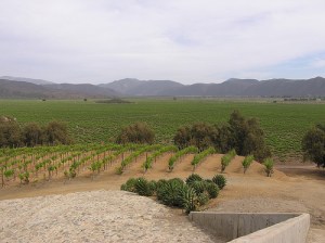 Vinhedos Santo Tomás Baja Califórnia Vinhedos Santo Tomás Baja Califórnia
