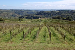 vinhedos vinícola Geisse