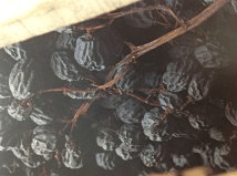 uva-passificada-vinicola-speri