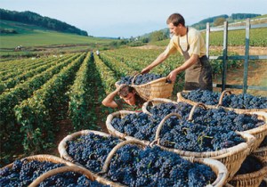 vinhos-da-frança-borgonha