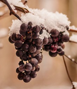 eiswein-icewine-vinho-de-sobremesa-alemão