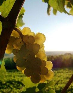 riesling-uva-alemã-vinhos