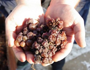 uvas-botrytizadas-vinho-alemão-sobremesa