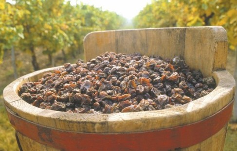 puttonyos-tokay-aszú-vinhos-hungria