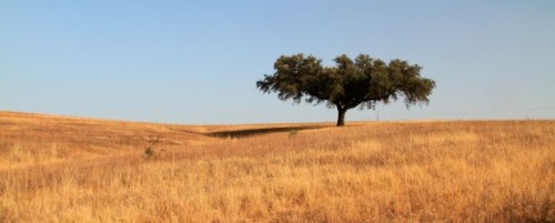 Alentejo_sobreiro-cortiça