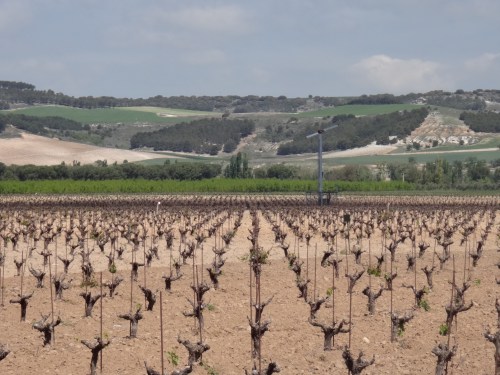Vinhedos-Vega-Sicilia-bodega-Espanha
