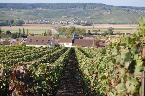 vinhedos-champagne-reims