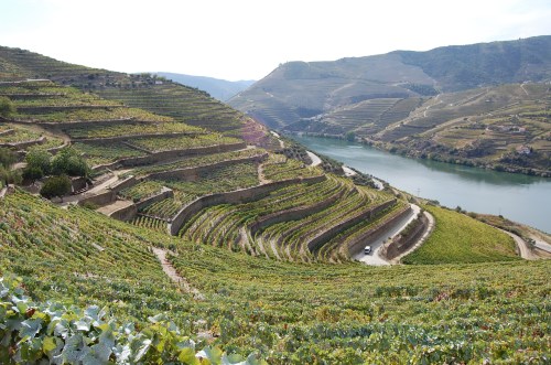vinhedos-douro-portugal