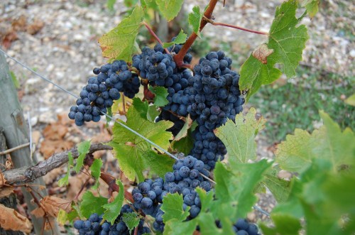 uva-varietal-vinhedo