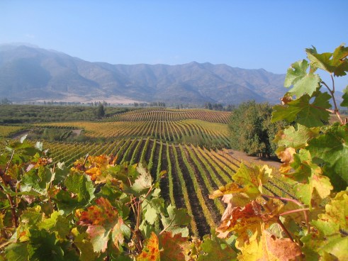 Casa-Silva-Los-Lingues