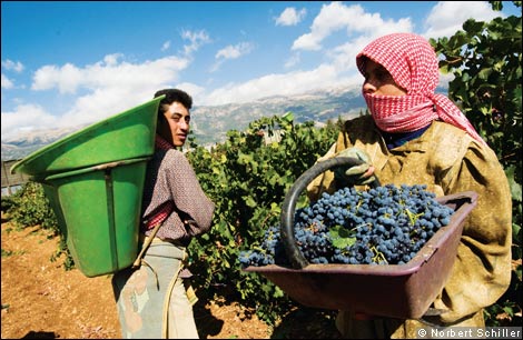 lebanon-wines-vinhos