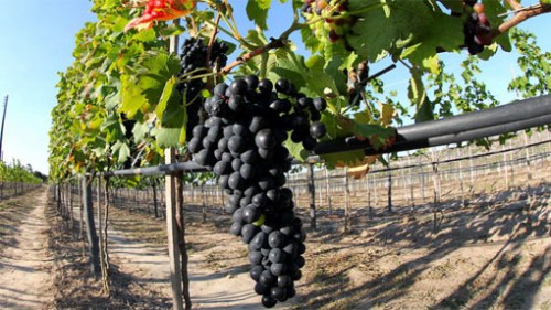 rota-da-uva-e-do-vinho-vale-são-francisco