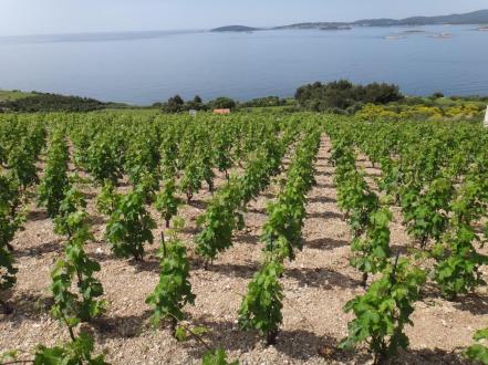 wineries-croatia-vinhos-croácia