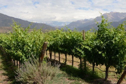 san-esteban-aconcagua-chile-vinos